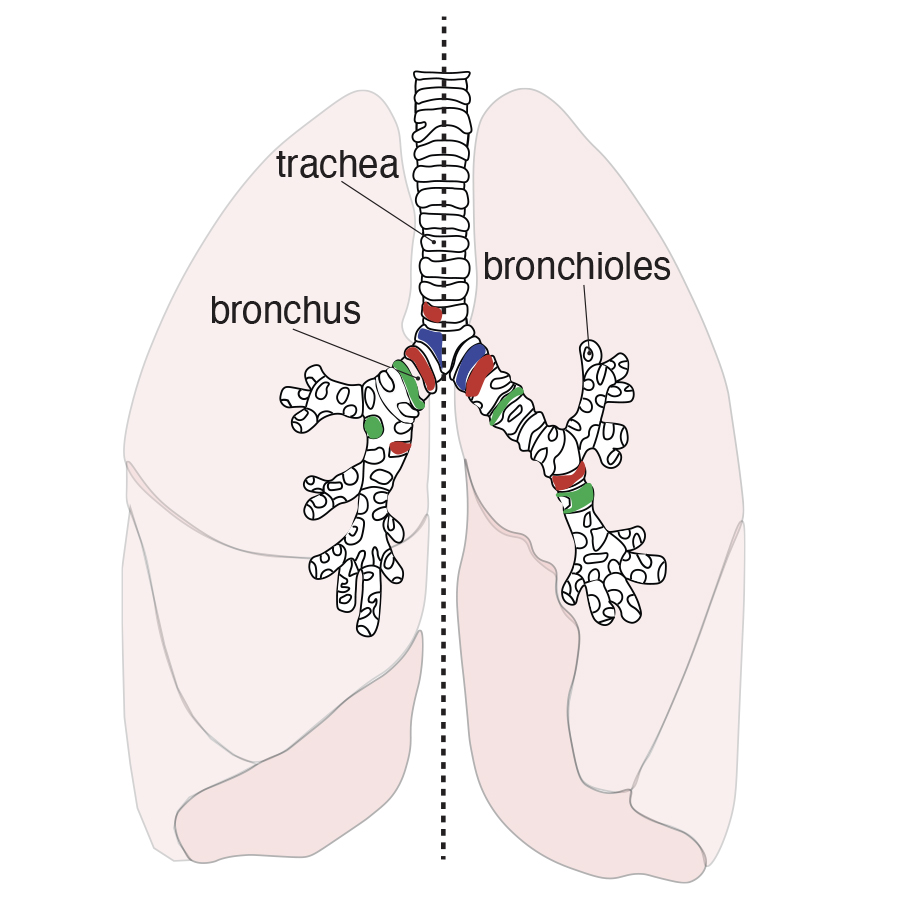 Disease Mechanisms